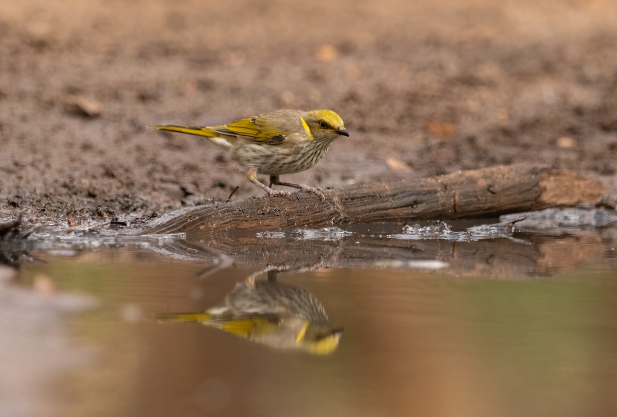 Yellow-plumed Honeyeater - ML553602651