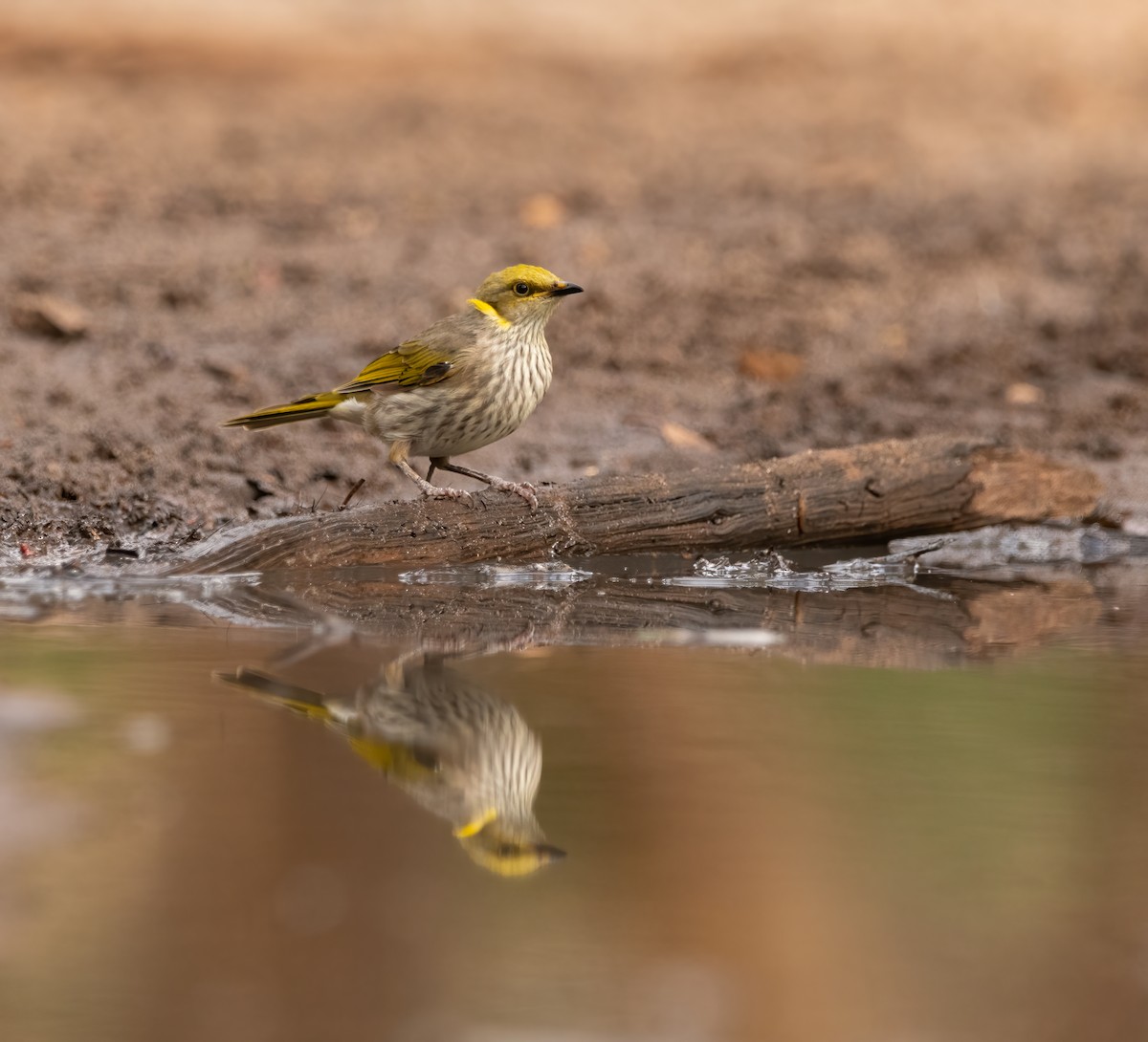 Yellow-plumed Honeyeater - ML553602661