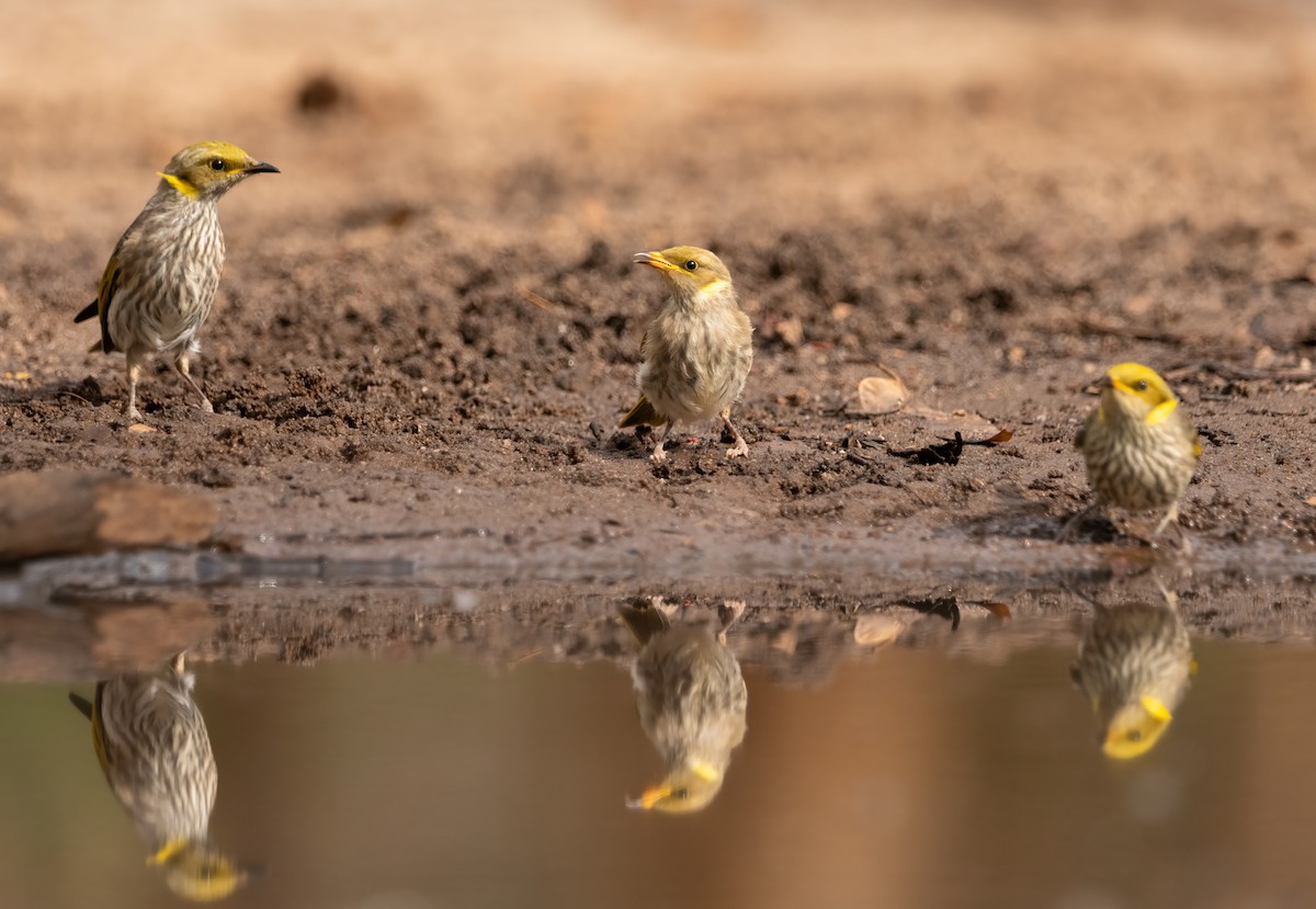 Yellow-plumed Honeyeater - ML553602711