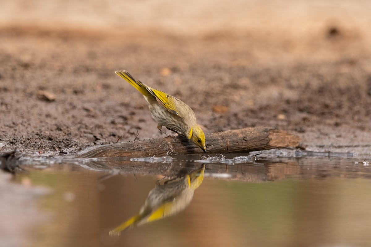 Yellow-plumed Honeyeater - ML553602721