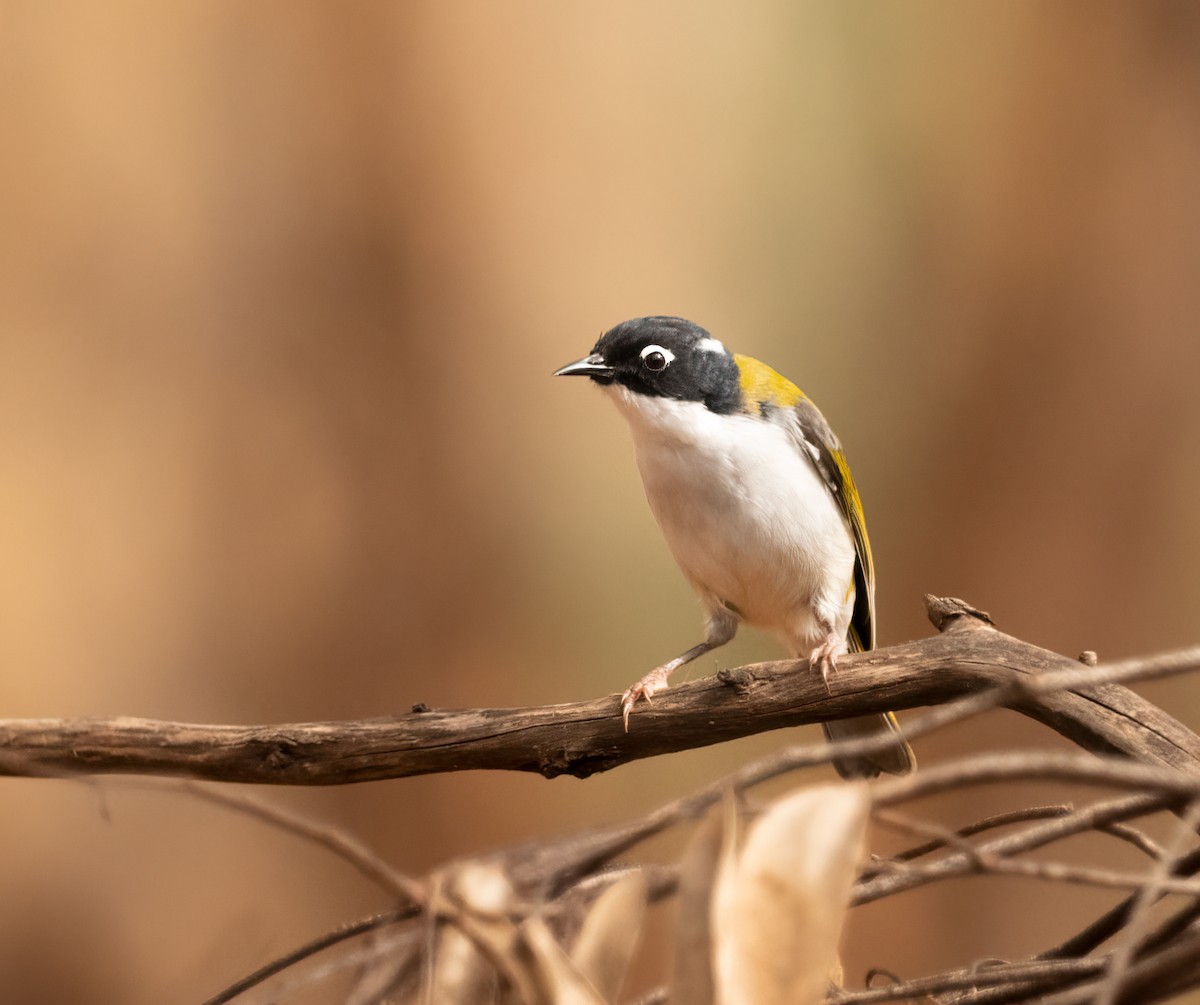 Gilbert's Honeyeater - ML553602811