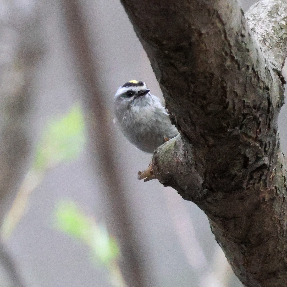 Golden-crowned Kinglet - ML553603021