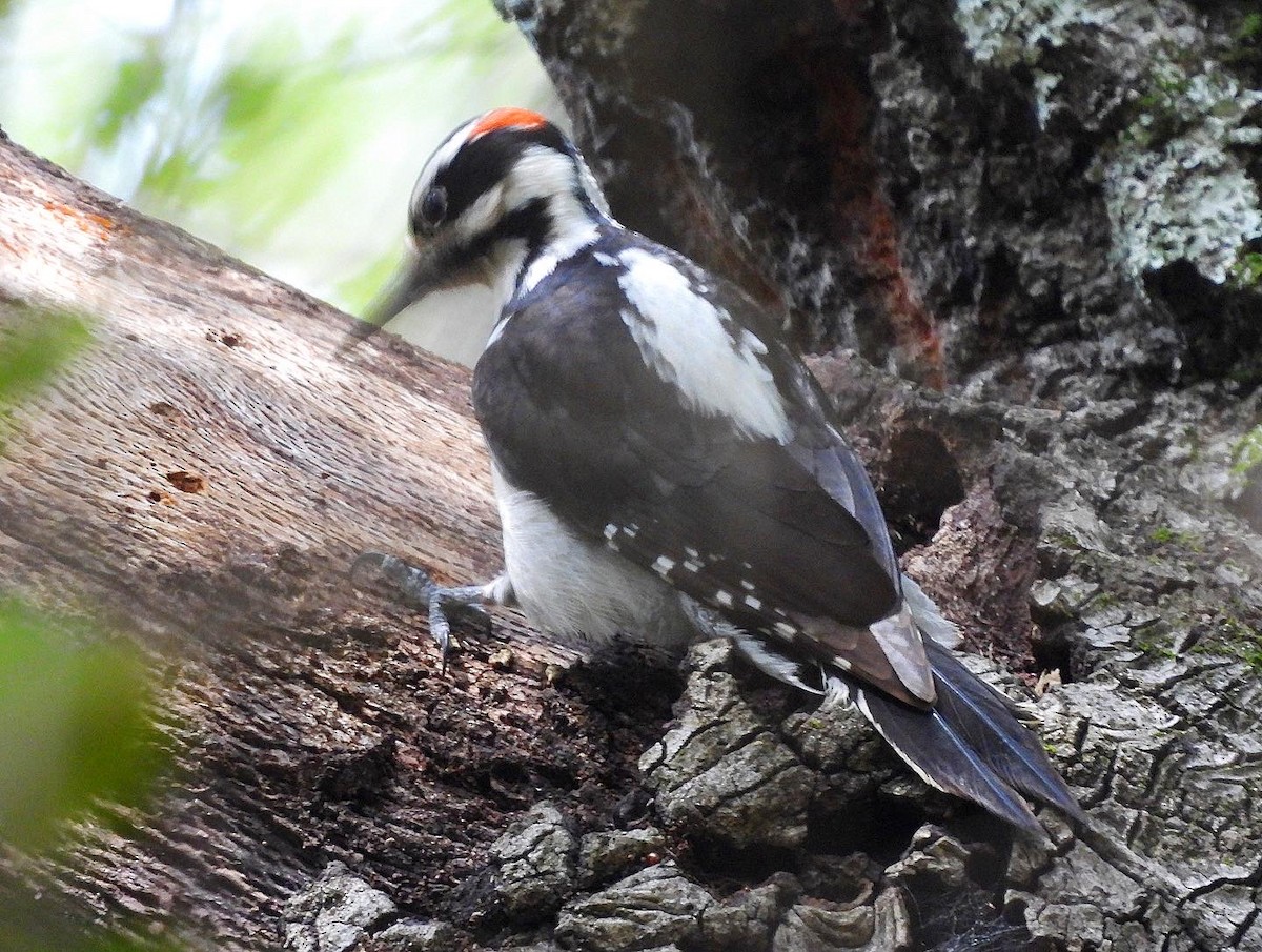 Hairy Woodpecker - ML553603131