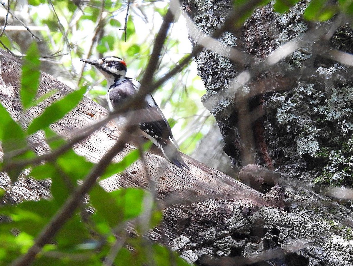 Hairy Woodpecker - ML553603141