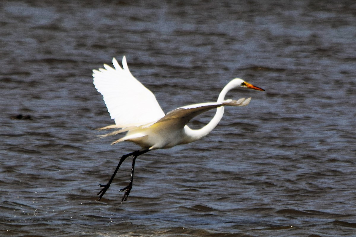 Great Egret - ML55360391