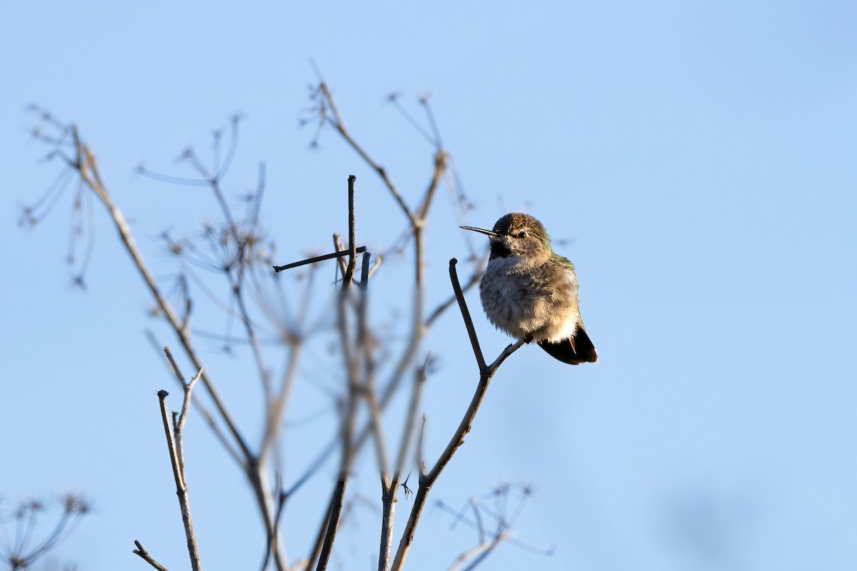Anna's Hummingbird - ML553605111