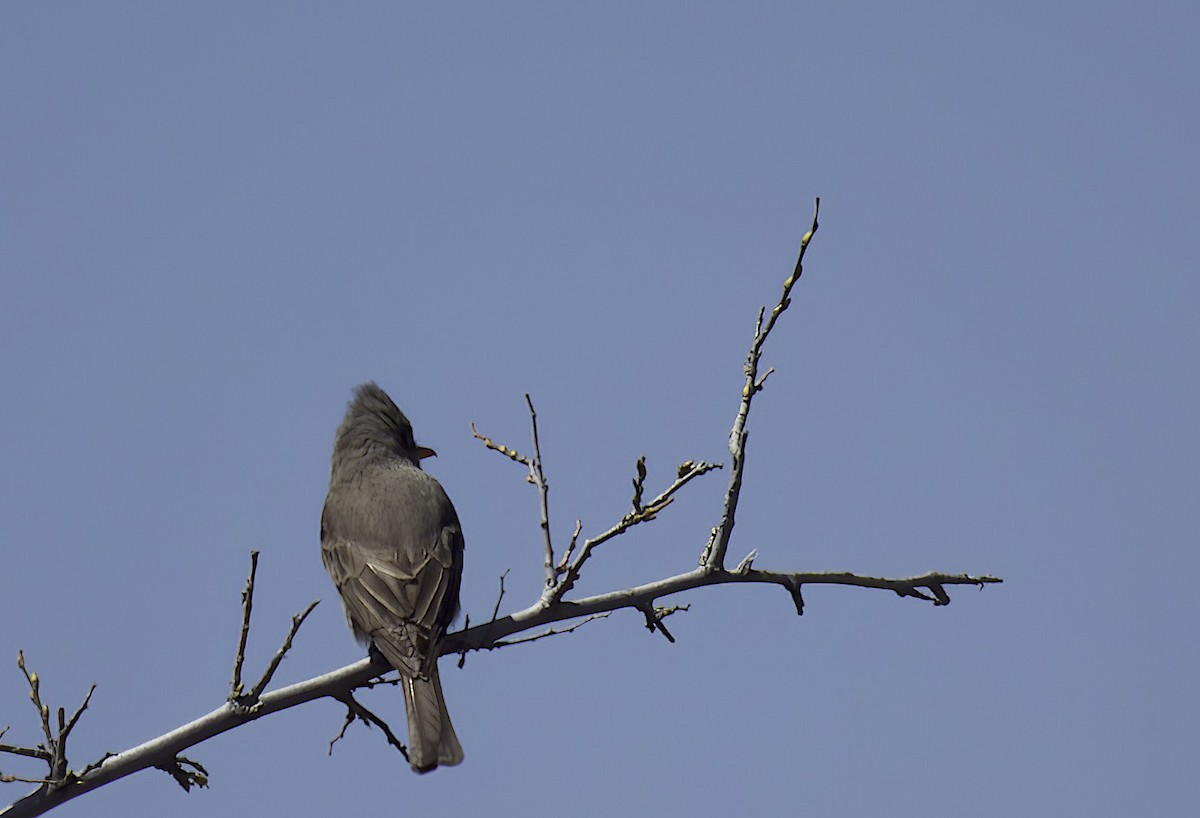 Greater Pewee - ML553605551
