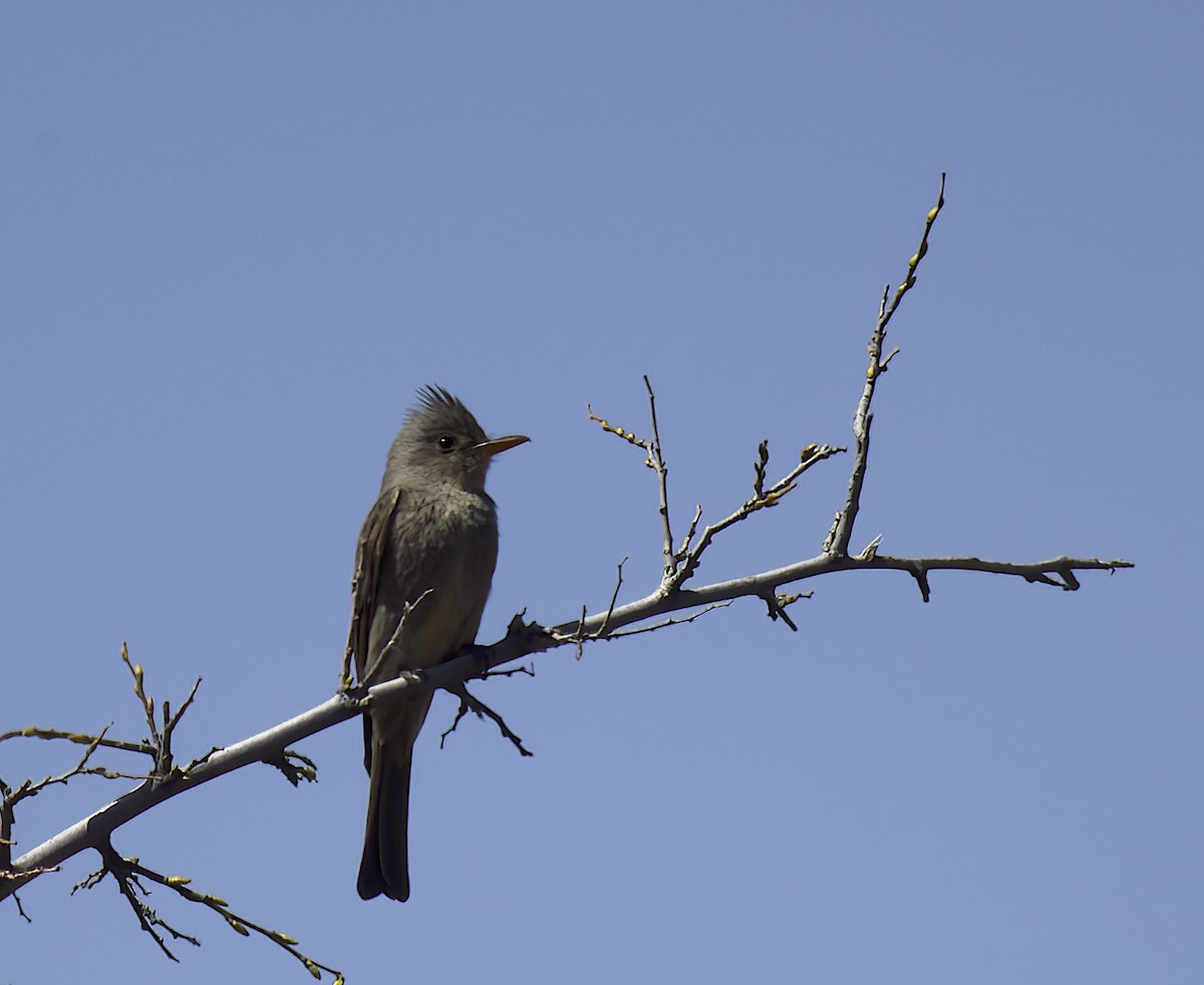 Greater Pewee - ML553605561