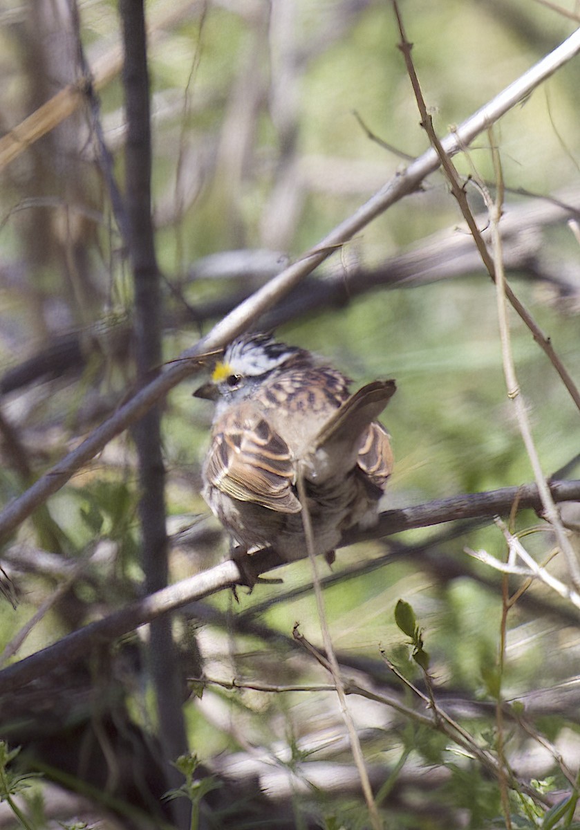 White-throated Sparrow - ML553606051