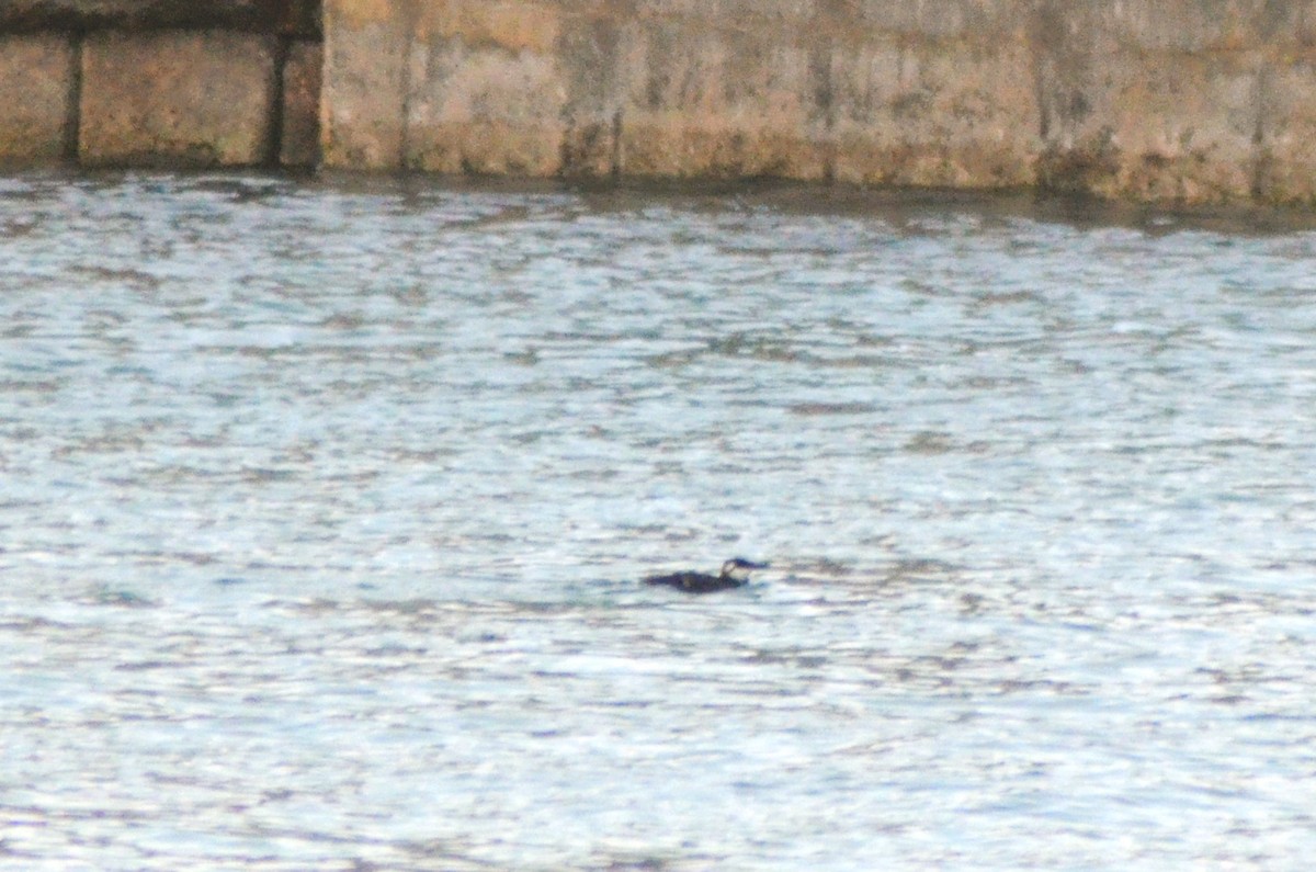 Common Murre - Al Della Bella