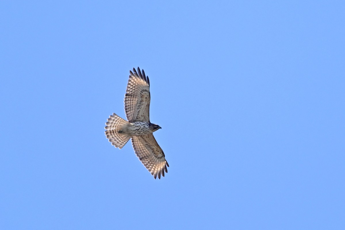 Red-shouldered Hawk - ML553606961