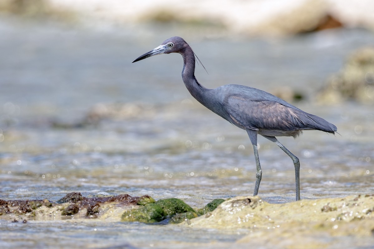 Little Blue Heron - Frédérick Lelièvre