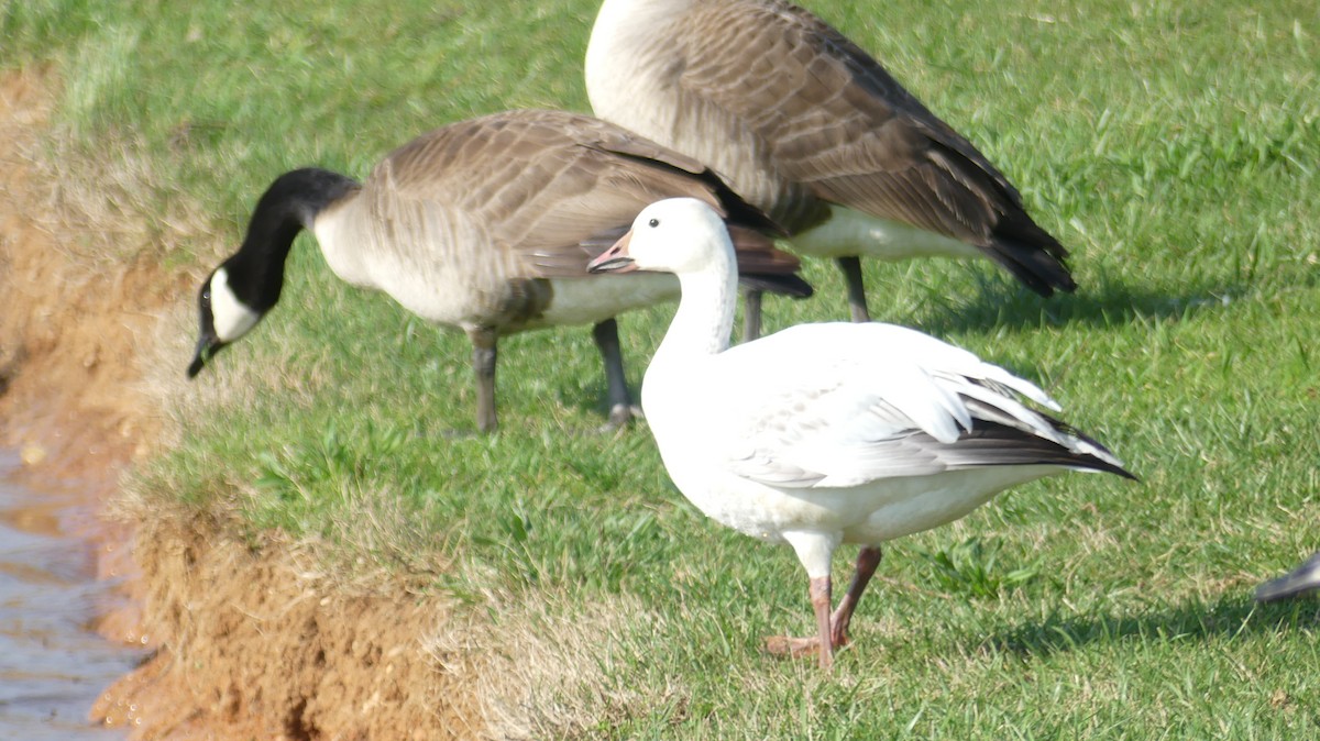 Snow Goose - ML553607631