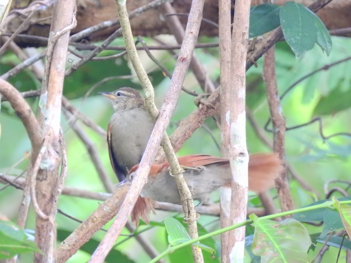 Rusty-backed Spinetail - Albert Aguiar