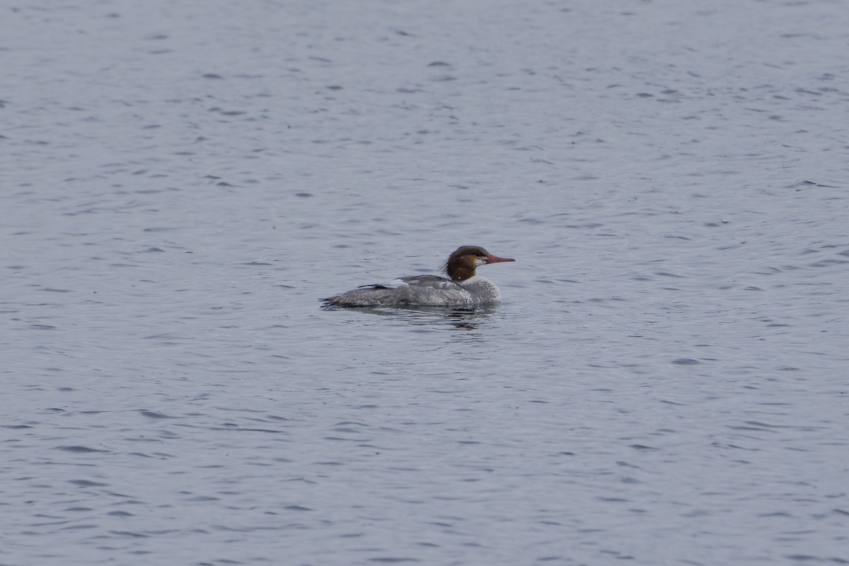 Common Merganser - ML553608891