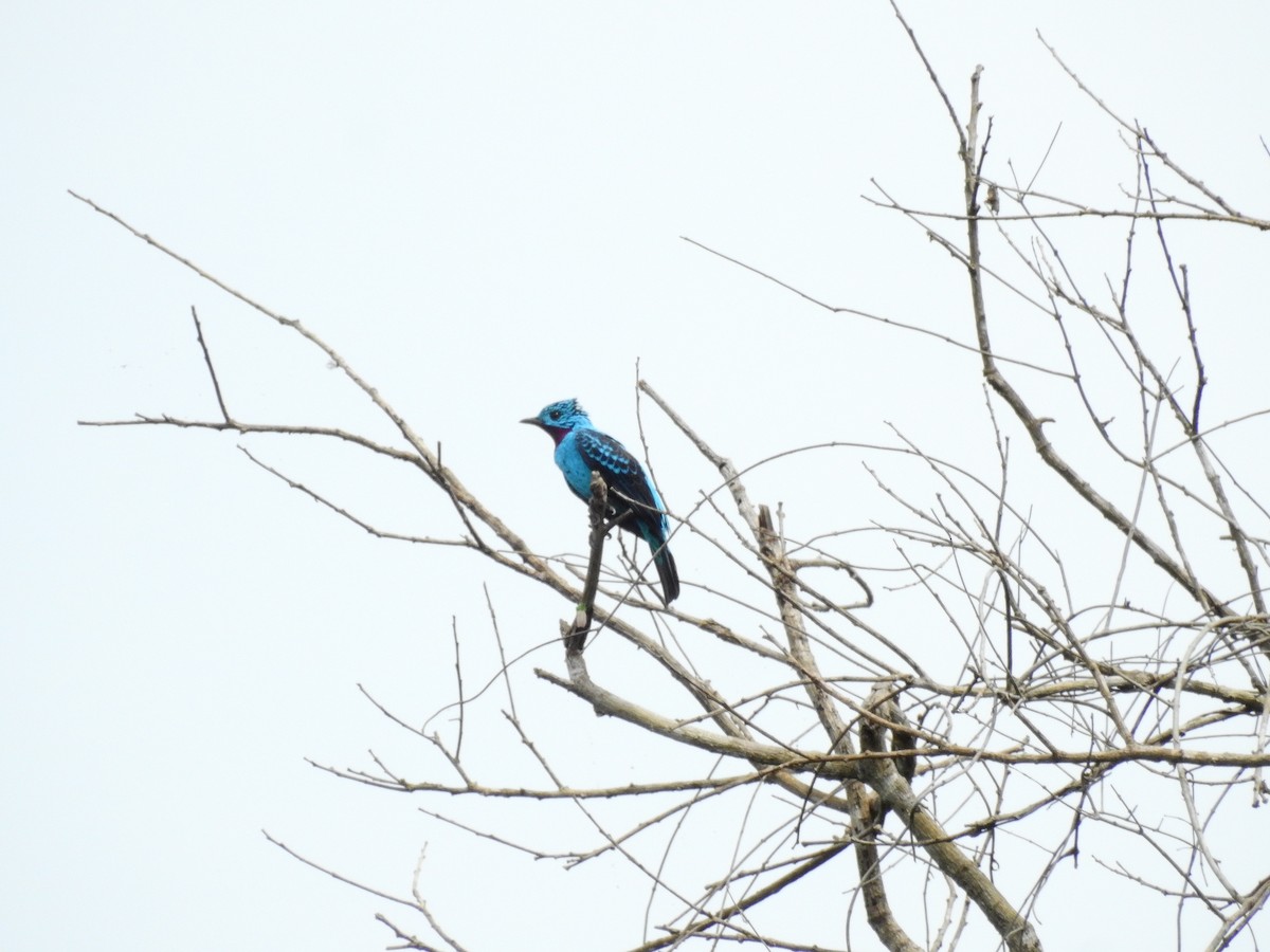 Cotinga de Cayenne - ML553608901