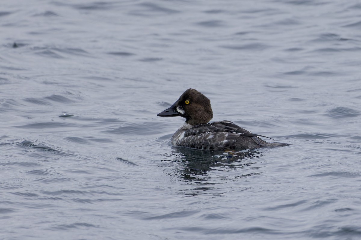 Common Goldeneye - ML553609041