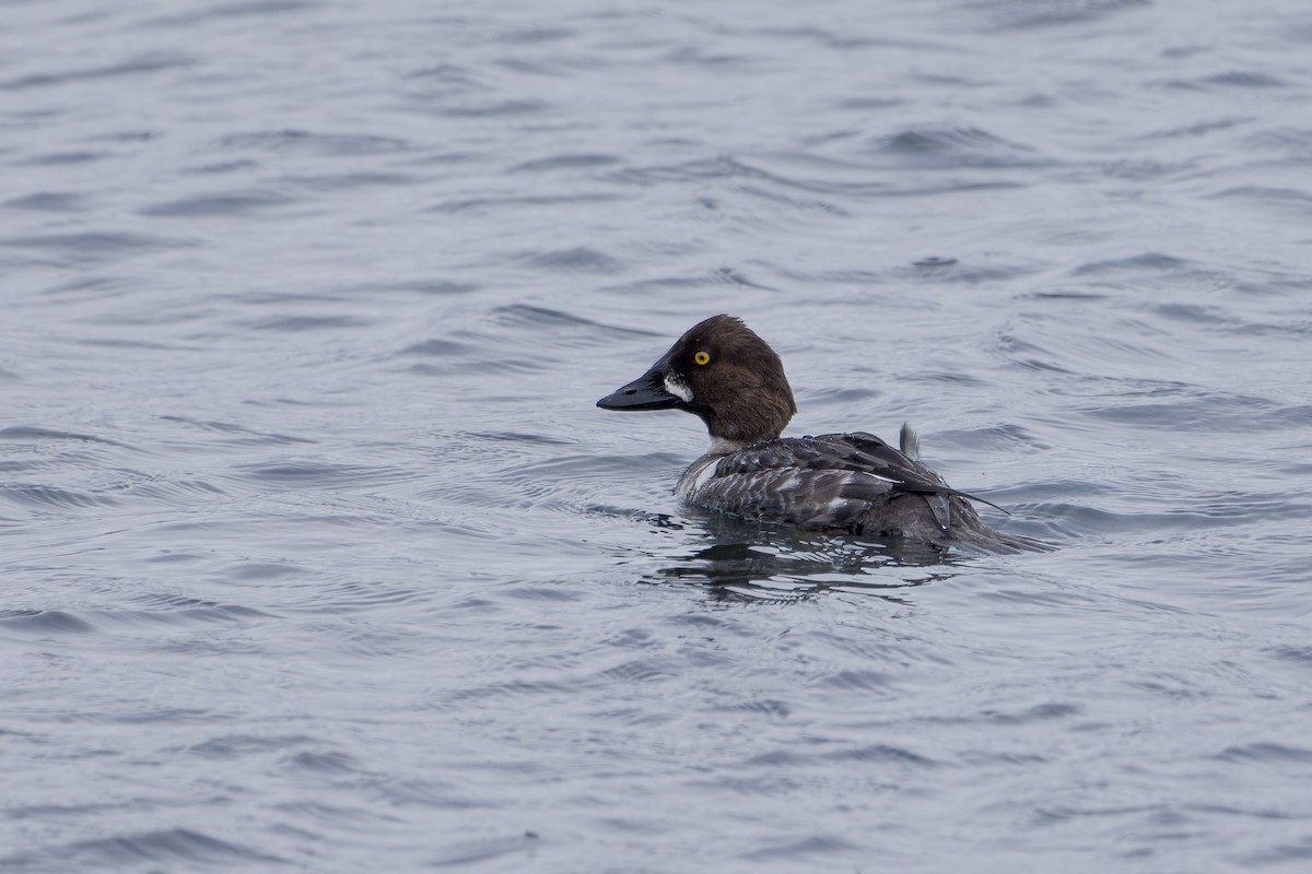 Common Goldeneye - Phil Thompson