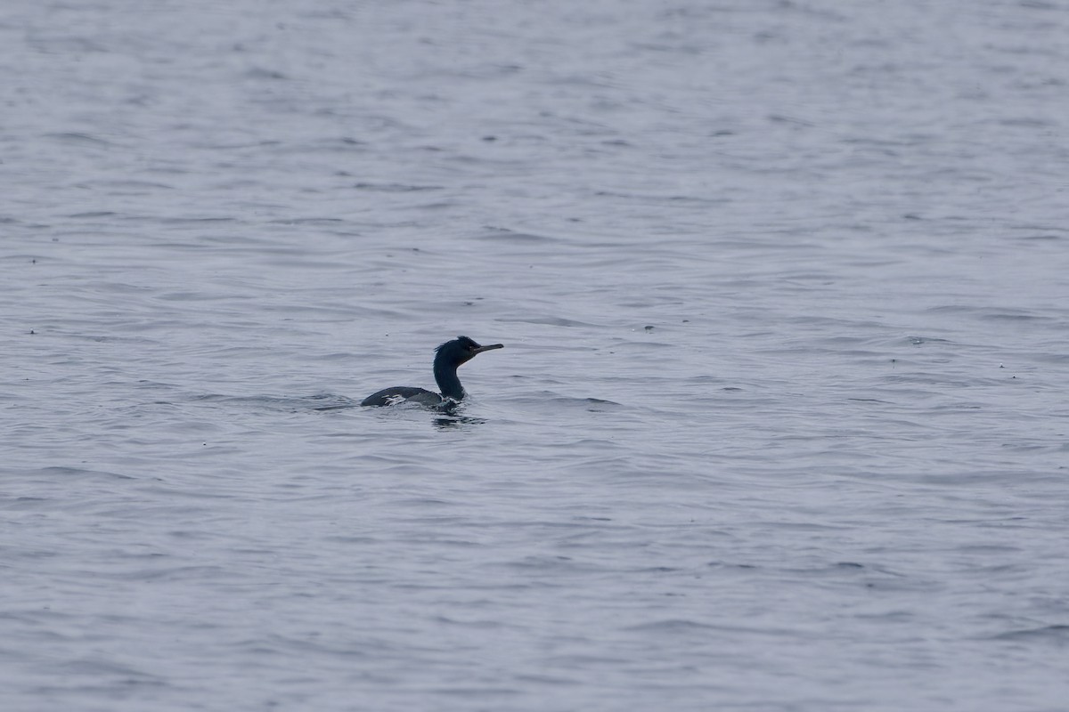 Pelagic Cormorant - ML553609131