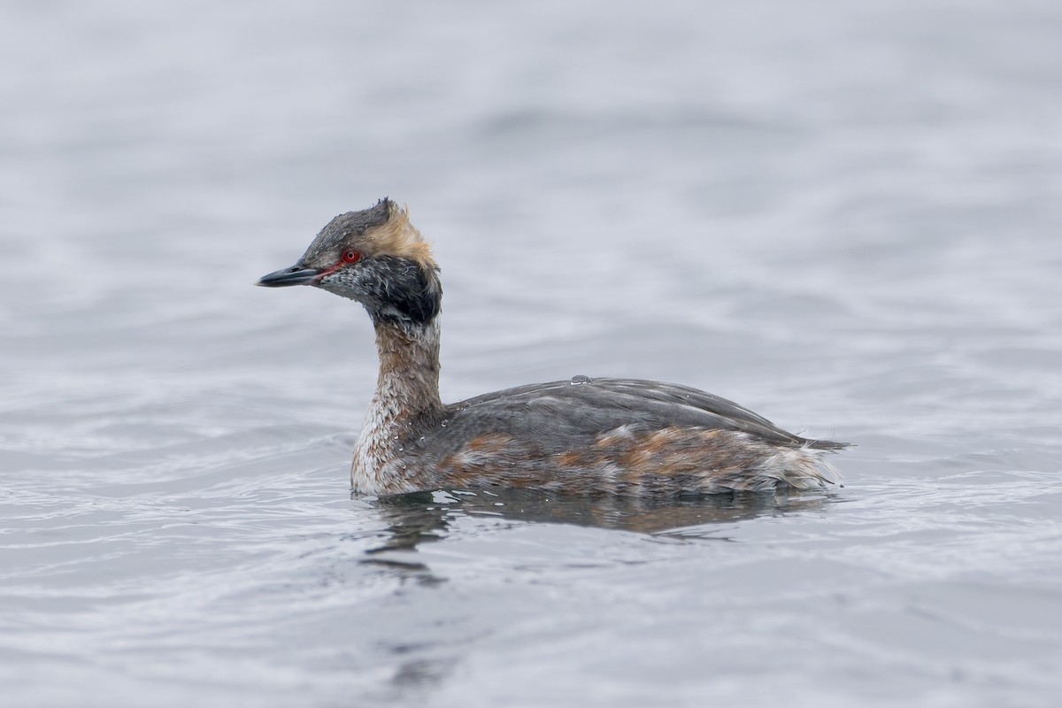 Horned Grebe - ML553609411