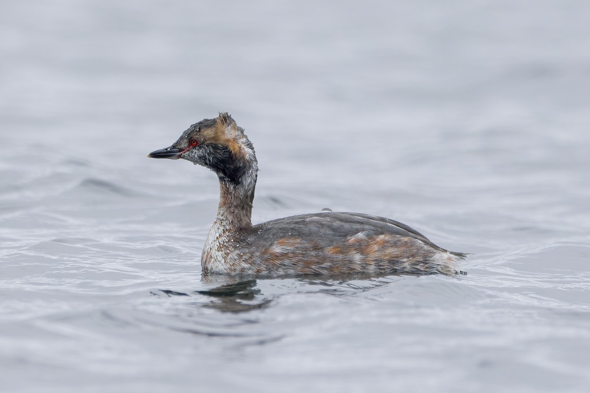 Horned Grebe - ML553609461