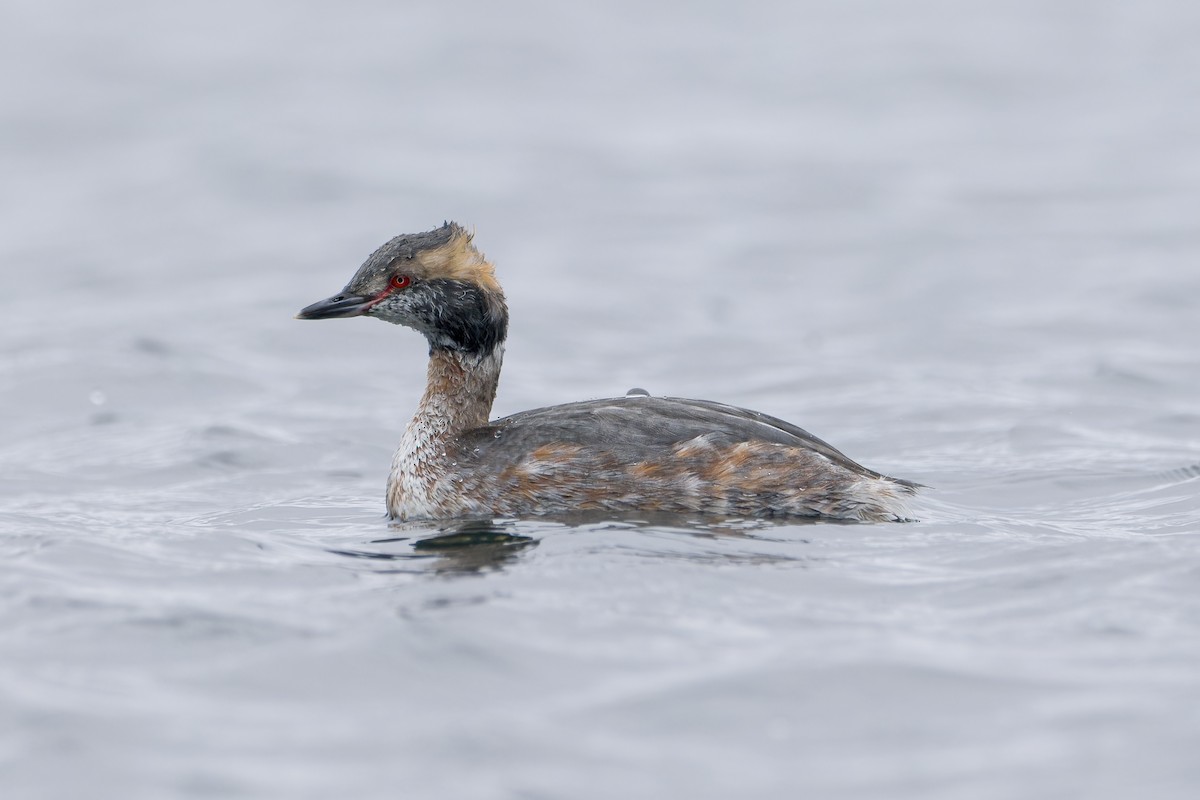 Horned Grebe - ML553609671