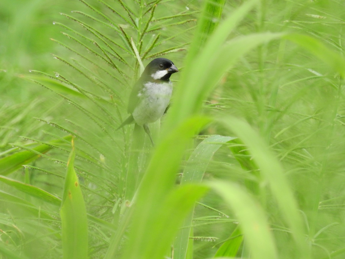 Lesson's Seedeater - Albert Aguiar