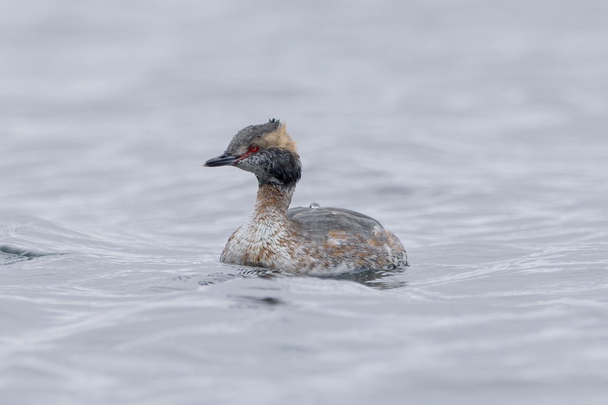 Horned Grebe - ML553609871