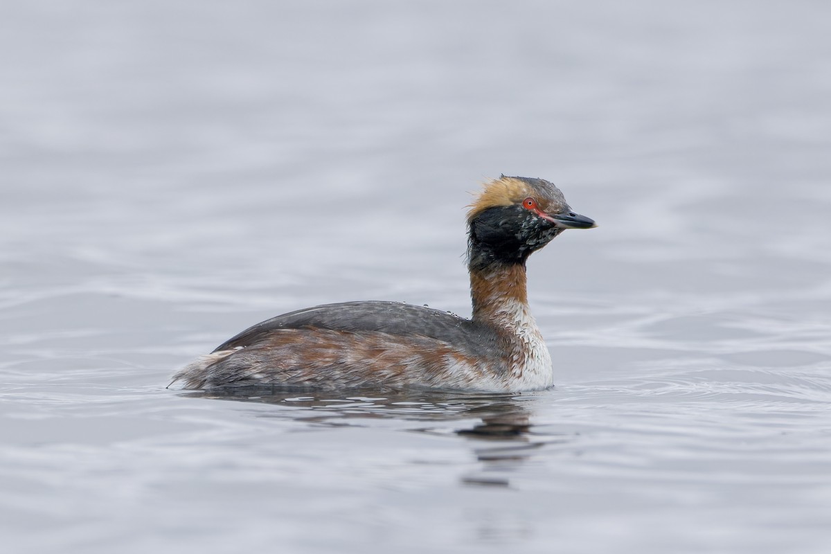 Horned Grebe - ML553609881