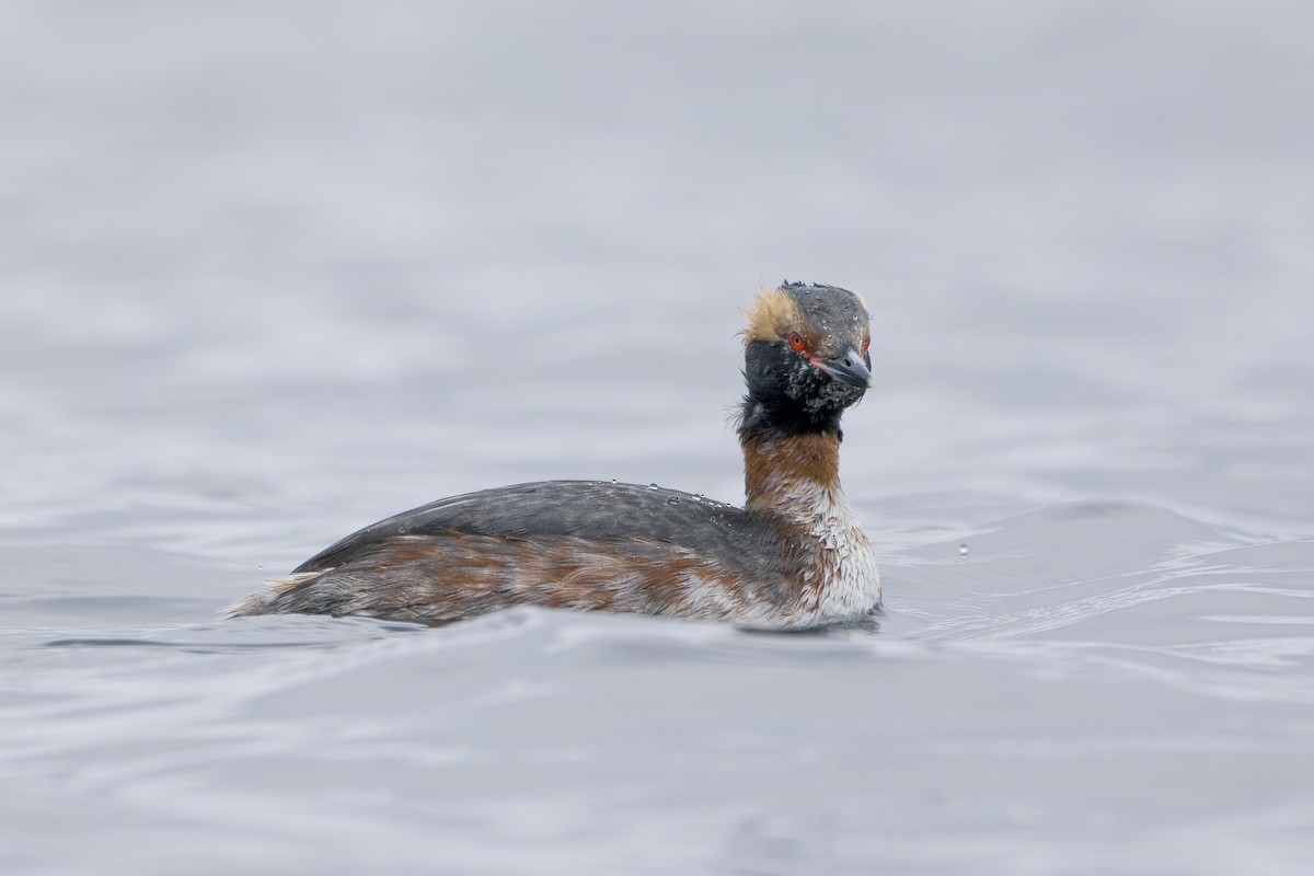 Horned Grebe - ML553609901