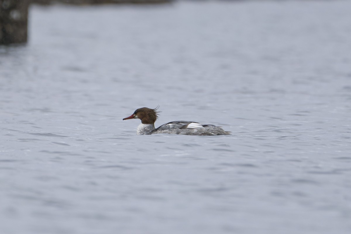 Common Merganser - ML553609951