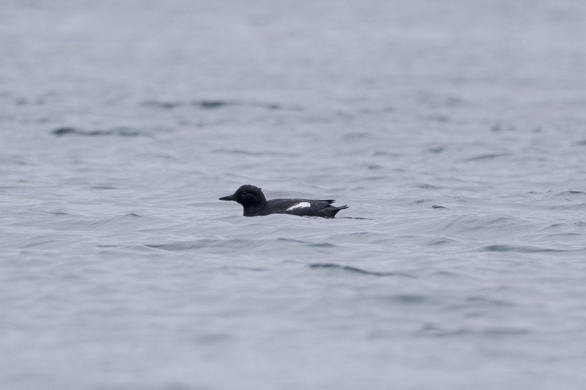 Pigeon Guillemot - ML553609991