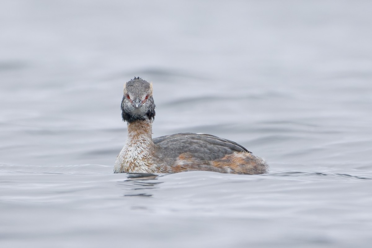 Horned Grebe - ML553610021