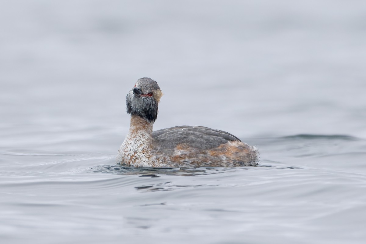 Horned Grebe - ML553610081