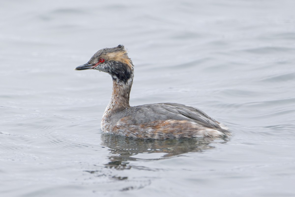 Horned Grebe - ML553610151