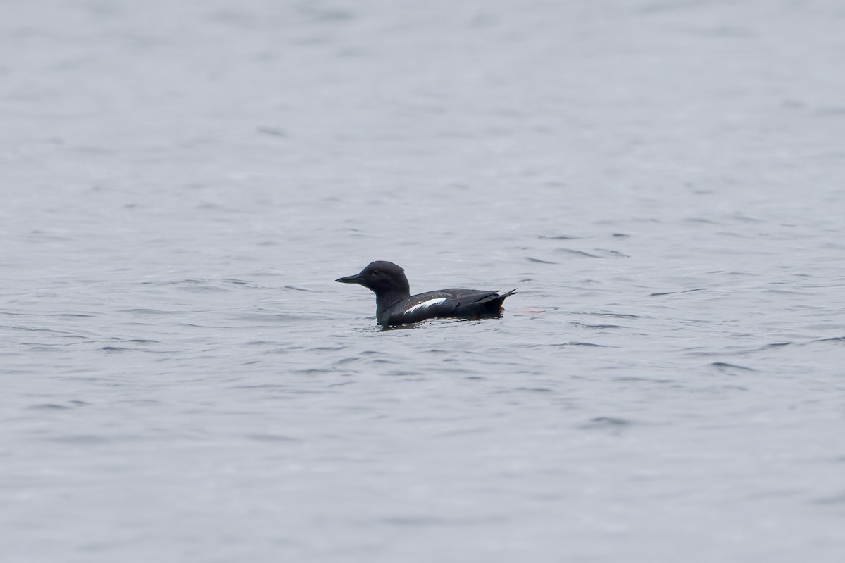 Pigeon Guillemot - ML553610321