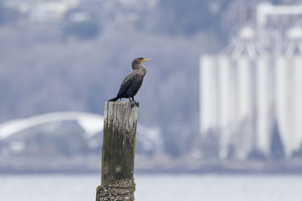 Double-crested Cormorant - ML553610551