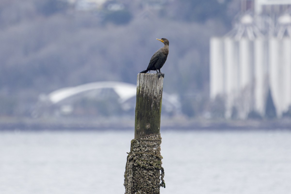 Double-crested Cormorant - ML553610581