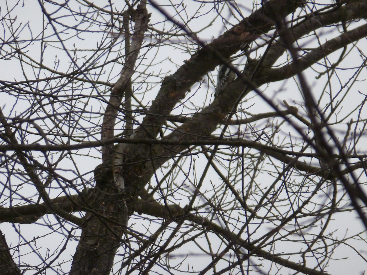 Yellow-bellied Sapsucker - ML553610761