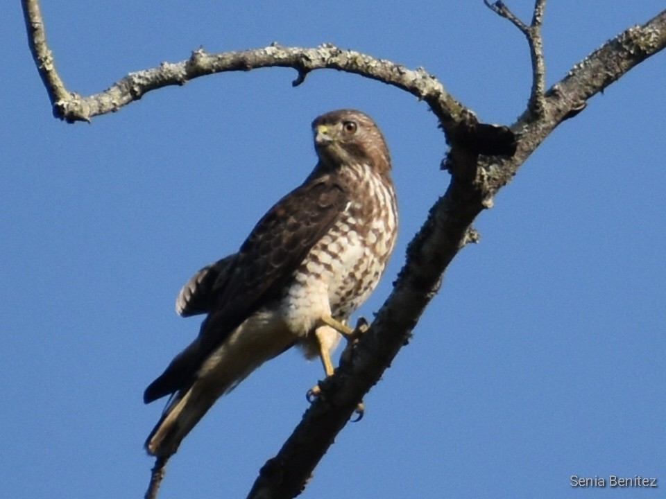 Broad-winged Hawk - ML553611351