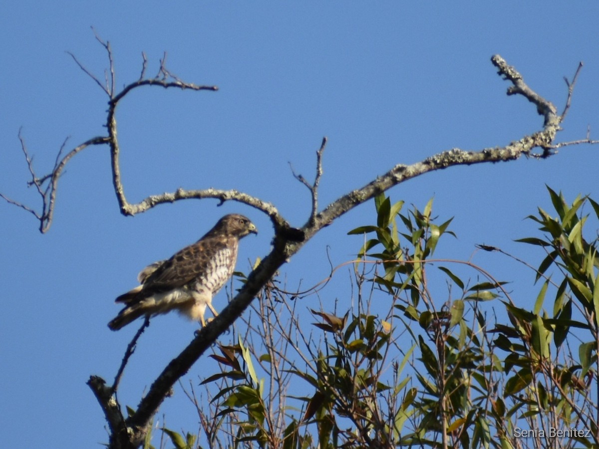 Broad-winged Hawk - Senia Benitez