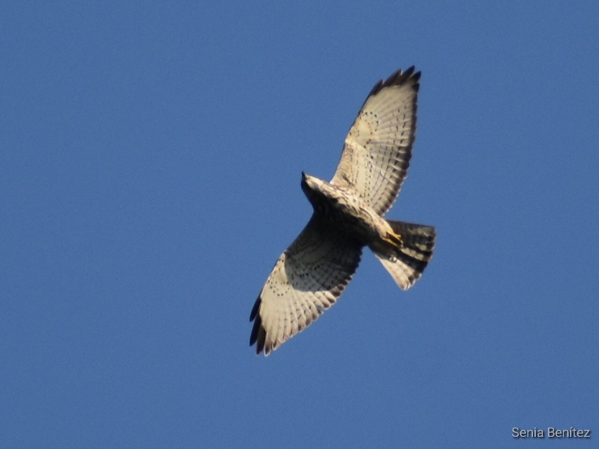 Broad-winged Hawk - ML553611371