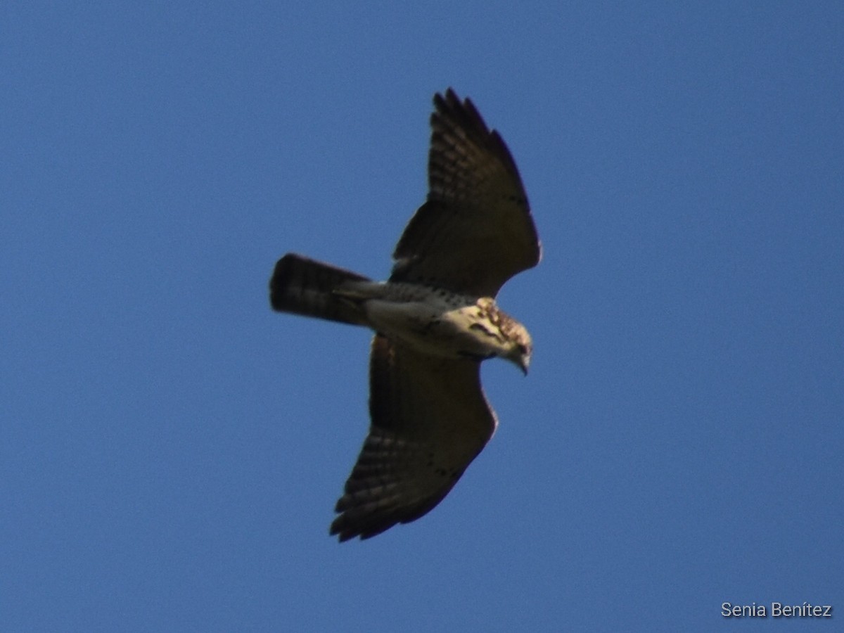 Broad-winged Hawk - Senia Benitez