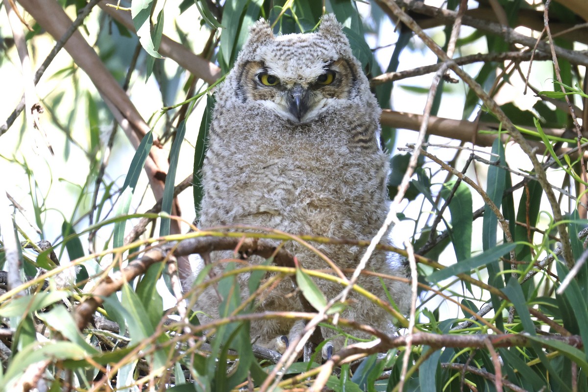 Great Horned Owl - Tom Fangrow