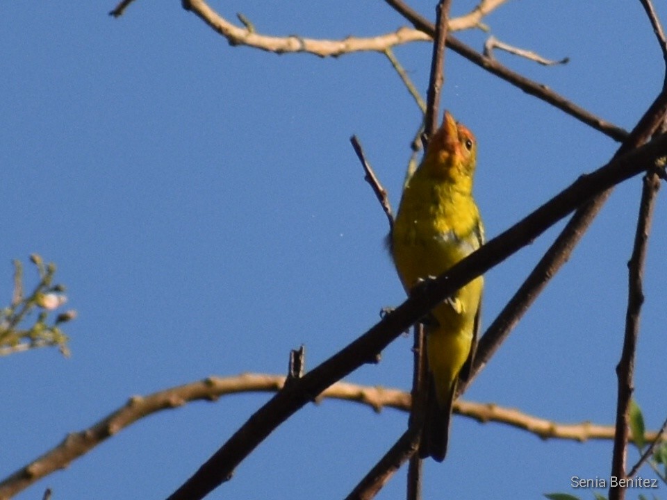 Piranga à tête rouge - ML553612121