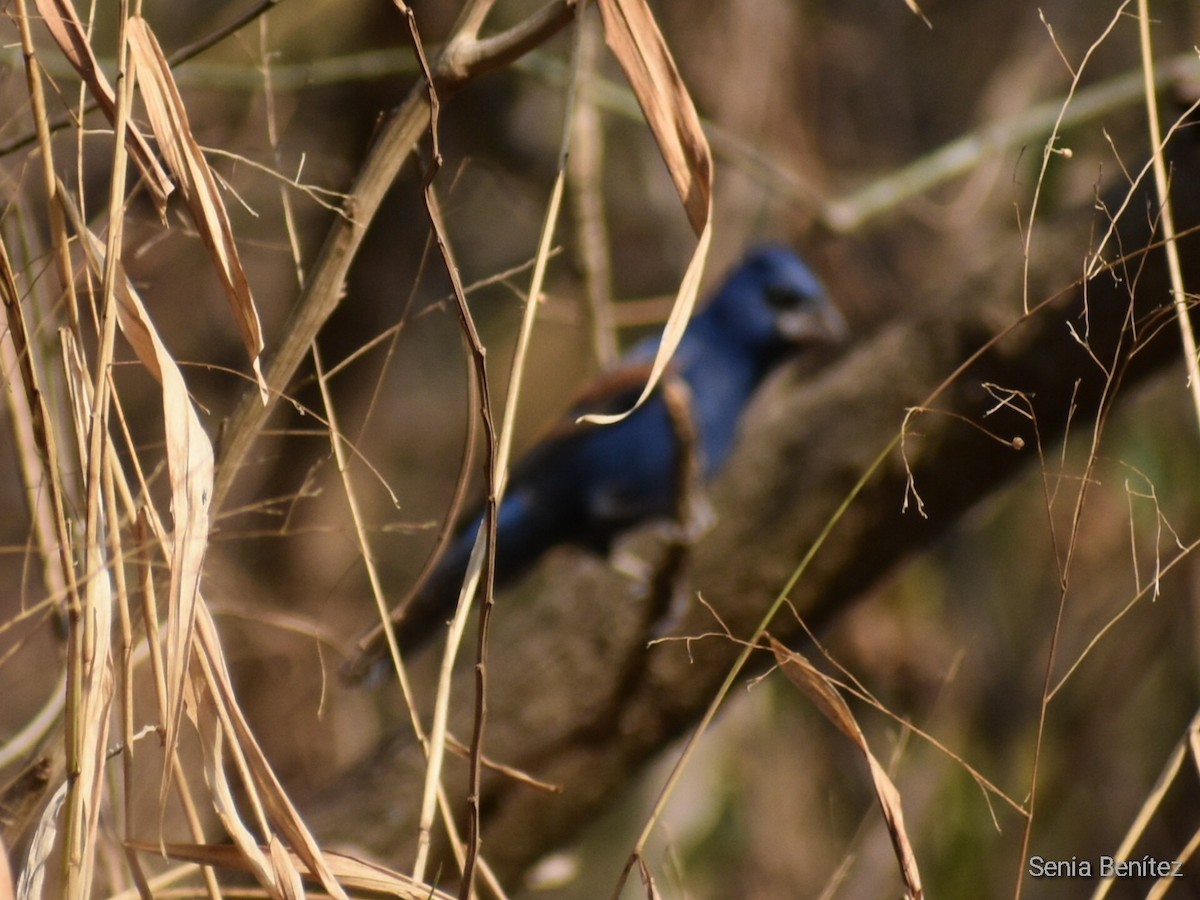 Blue Grosbeak - Senia Benitez