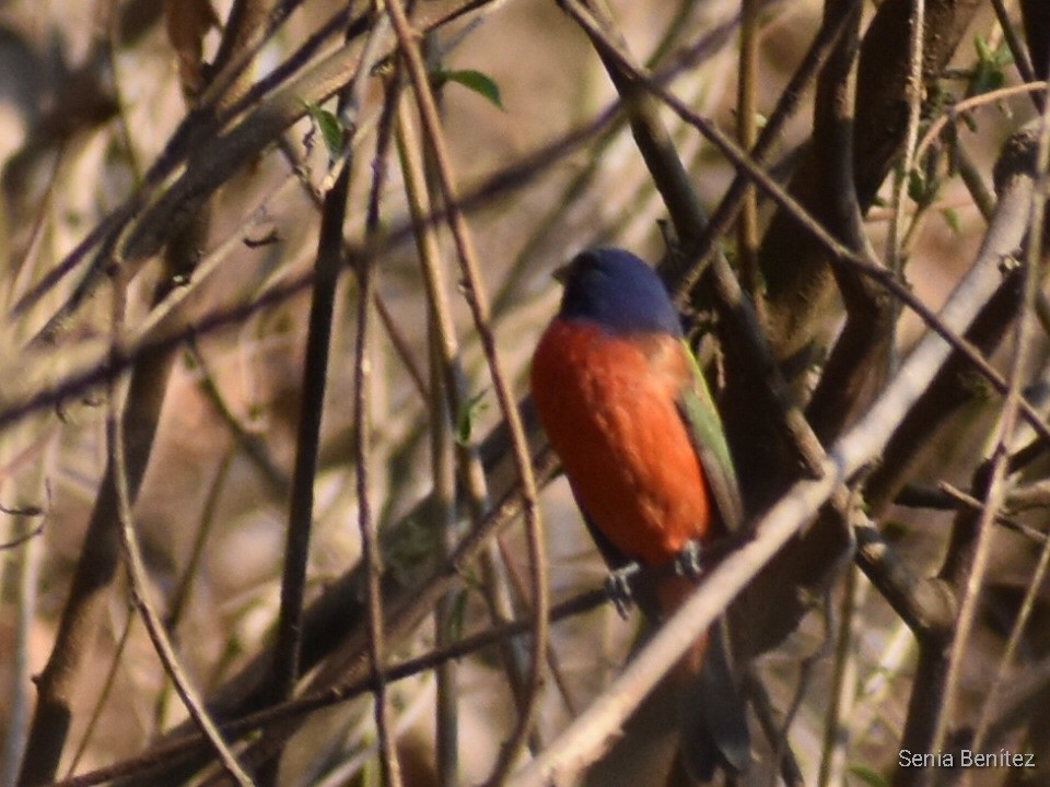 Painted Bunting - Senia Benitez