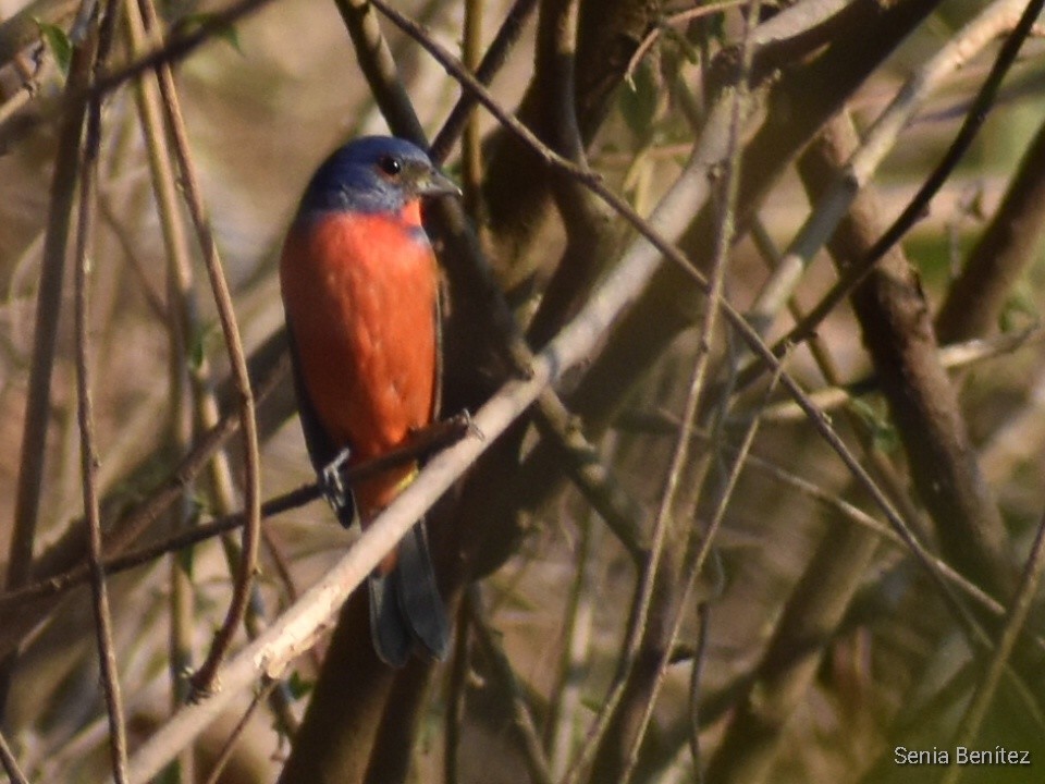 Painted Bunting - Senia Benitez