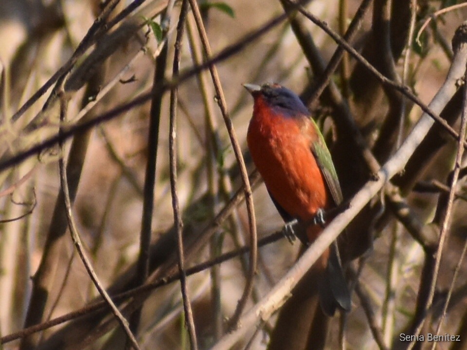 Painted Bunting - Senia Benitez