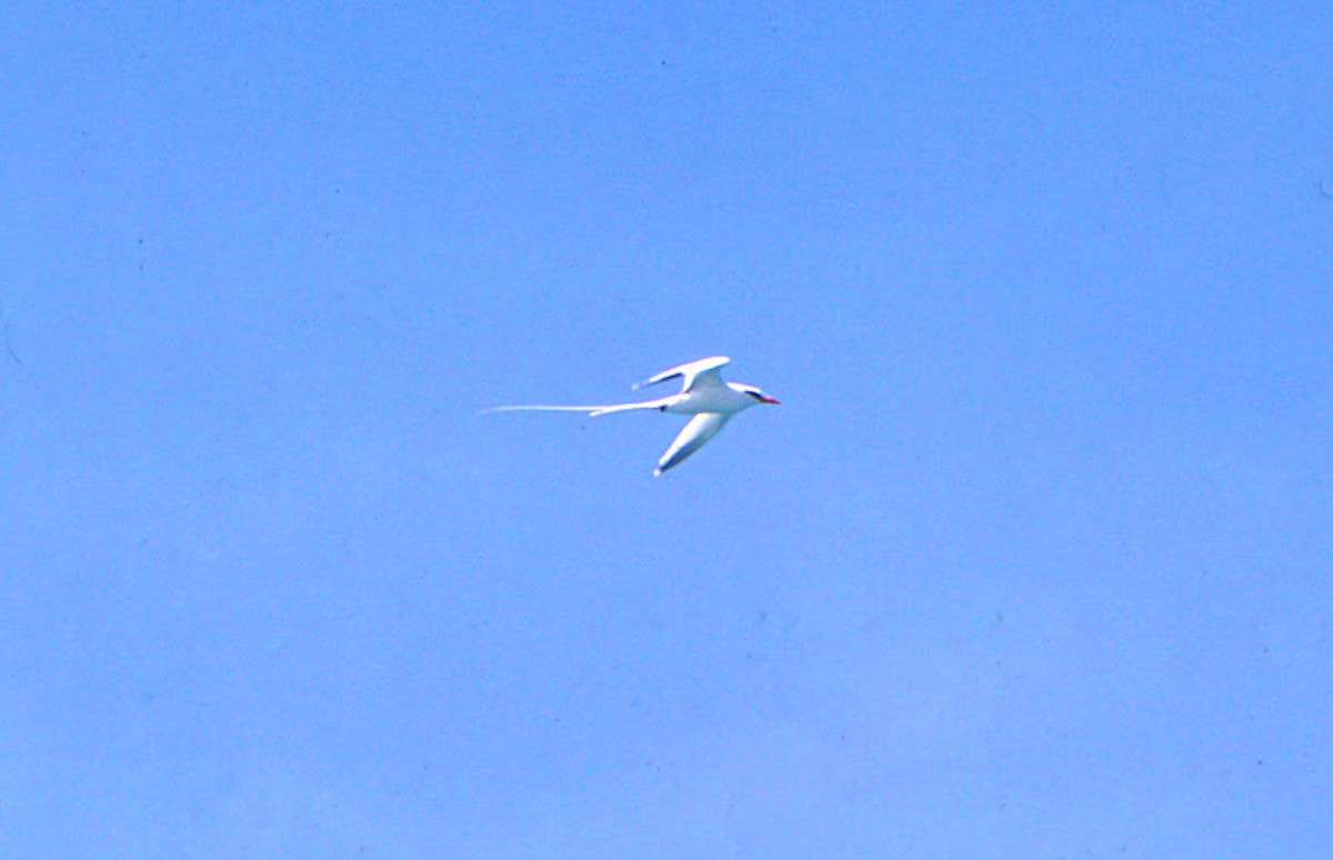 White-tailed Tropicbird - ML55361361